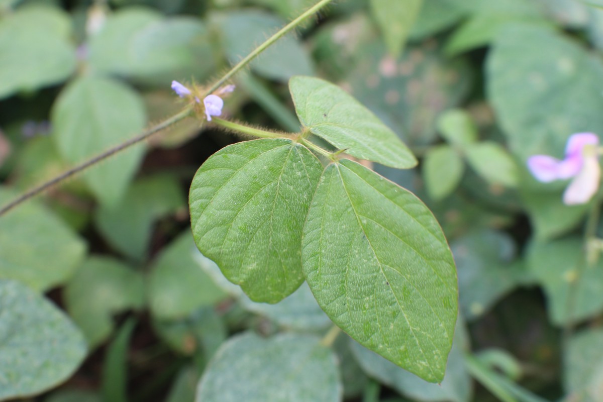 Calopogonium mucunoides Desv.